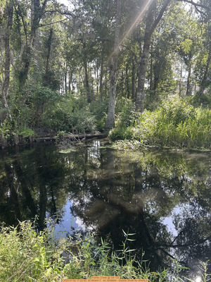 [Franks Creek @ GA 122, 2025:07:02 17:22:50, 30.9936417, -83.3936694 --Debbie Smith for WWALS]