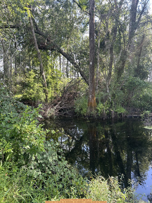 [Downstream, Franks Creek @ GA 122, 2025:07:02 17:22:56, 30.9936306, -83.3936611 --Debbie Smith for WWALS]