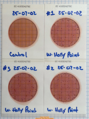 [Plates, Holly Point, 2025-07-02 --Russ Tatum for WWALS]