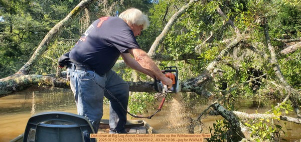 [Oak down at Big Log Above Deadfall 0.1 miles up the Withlacoochee River, 2025:07:12 09:53:53, 30.8457012, -83.3471106 --jsq for WWALS]