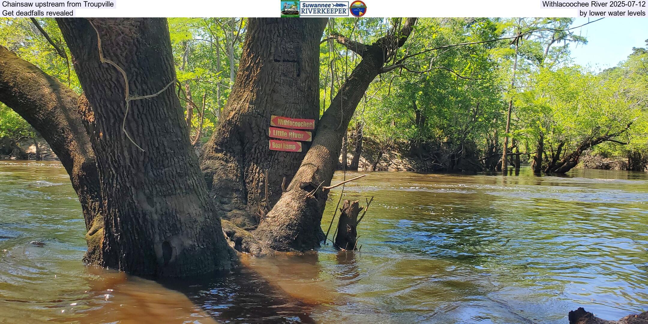 Chainsaw upstream from Troupville, Withlacoochee River 2025-07-12, Get deadfalls revealed by lower water levels