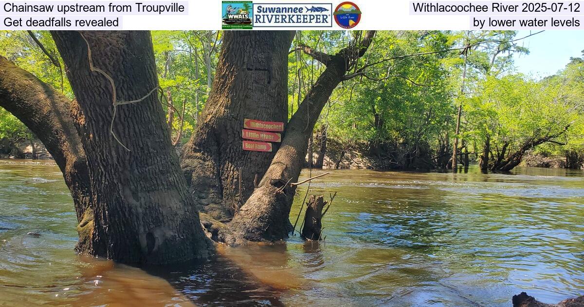 Chainsaw upstream from Troupville, Withlacoochee River 2025-07-12, Get deadfalls revealed by lower water levels