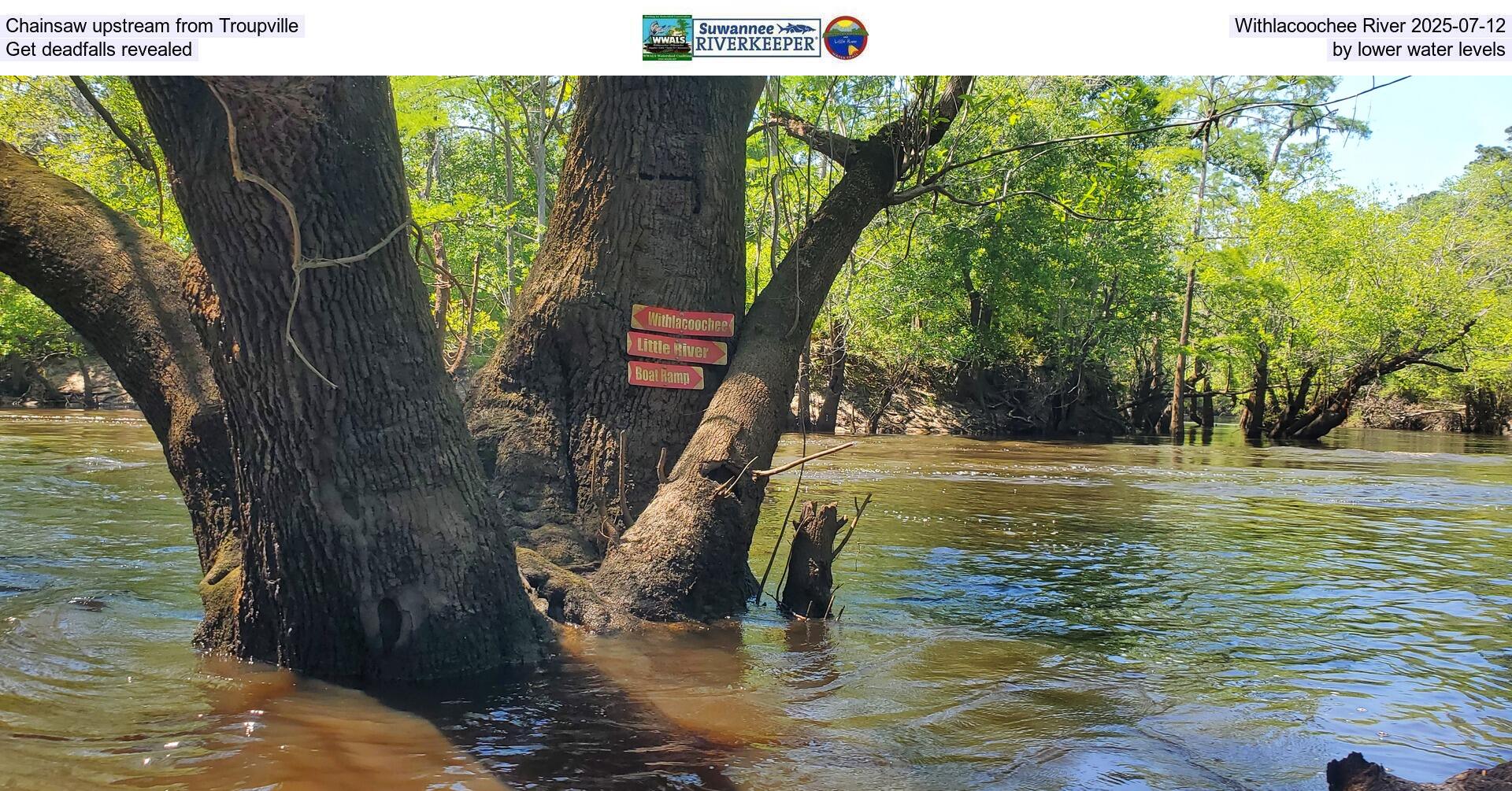 [Chainsaw upstream from Troupville, Withlacoochee River 2025-07-12, Get deadfalls revealed by lower water levels]