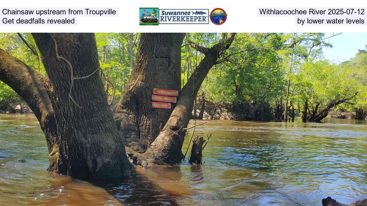 Chainsaw upstream from Troupville, Withlacoochee River 2025-07-12, Get deadfalls revealed by lower water levels