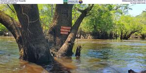 [Chainsaw upstream from Troupville, Withlacoochee River 2025-07-12, Get deadfalls revealed by lower water levels]