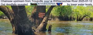 [Chainsaw upstream from Troupville, Withlacoochee River 2025-07-12, Get deadfalls revealed by lower water levels]