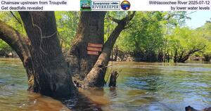 [Chainsaw upstream from Troupville, Withlacoochee River 2025-07-12, Get deadfalls revealed by lower water levels]
