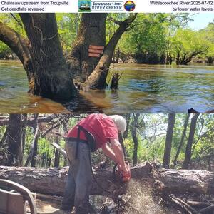 [Chainsaw upstream from Troupville, Withlacoochee River 2025-07-12, Get deadfalls revealed by lower water levels]