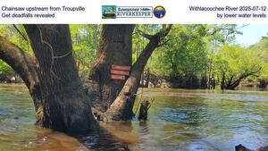 [Chainsaw upstream from Troupville, Withlacoochee River 2025-07-12, Get deadfalls revealed by lower water levels]