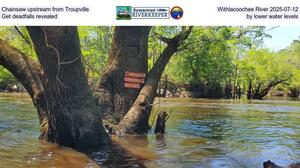 [Chainsaw upstream from Troupville, Withlacoochee River 2025-07-12, Get deadfalls revealed by lower water levels]