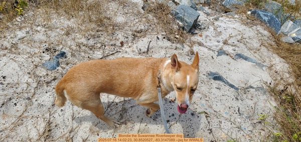 [Blondie the Suwannee Riverkeeper dog, 2025:07:16 14:02:23, 30.8520527, -83.3147089 --jsq for WWALS]