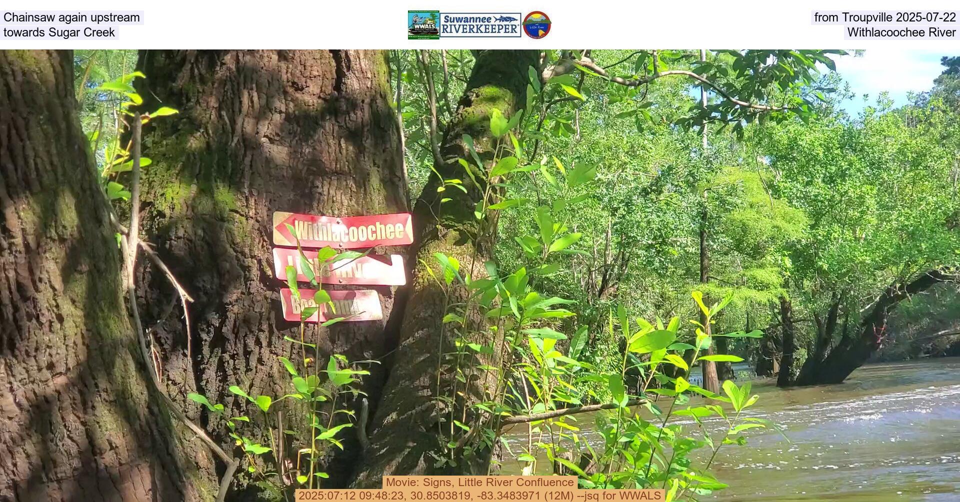 [Chainsaw again upstream from Troupville 2025-07-22, towards Sugar Creek, Withlacoochee River]