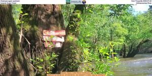 [Chainsaw again upstream from Troupville 2025-07-22, towards Sugar Creek, Withlacoochee River]