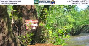 [Chainsaw again upstream from Troupville 2025-07-22, towards Sugar Creek, Withlacoochee River]