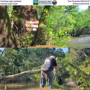 [Chainsaw again upstream from Troupville 2025-07-22, towards Sugar Creek, Withlacoochee River]