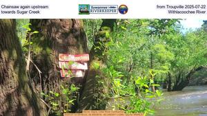 [Chainsaw again upstream from Troupville 2025-07-22, towards Sugar Creek, Withlacoochee River]