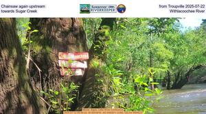 [Chainsaw again upstream from Troupville 2025-07-22, towards Sugar Creek, Withlacoochee River]