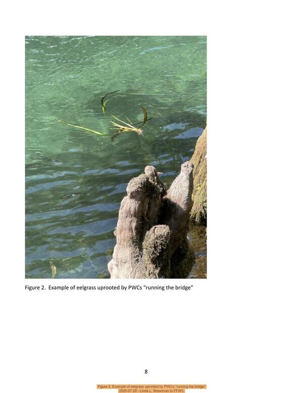 Figure 2. Example of eelgrass uprooted by PWCs “running the bridge”, 2025-07-29 --Linda L. Weseman to FFWC