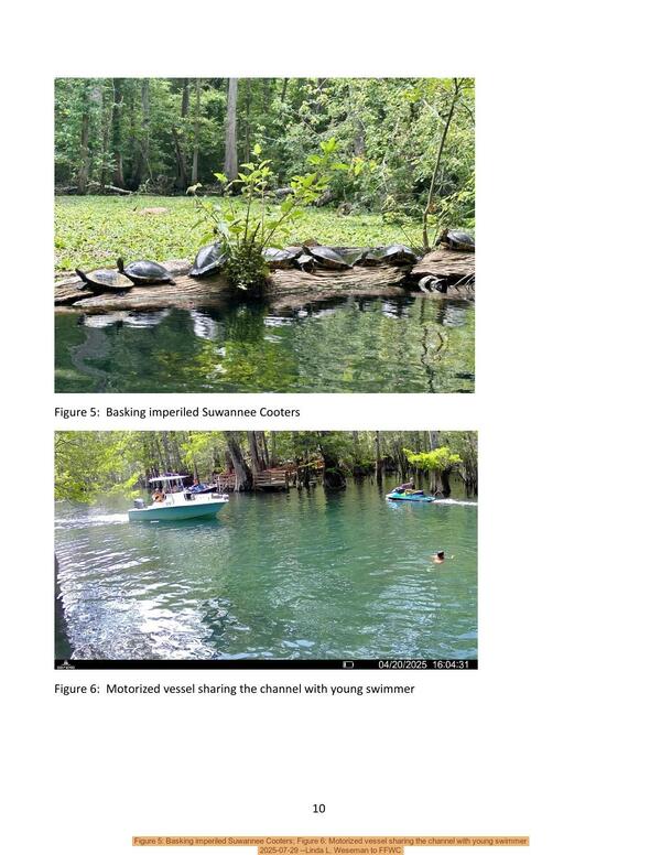 Figure 5: Basking imperiled Suwannee Cooters; Figure 6: Motorized vessel sharing the channel with young swimmer, 2025-07-29 --Linda L. Weseman to FFWC
