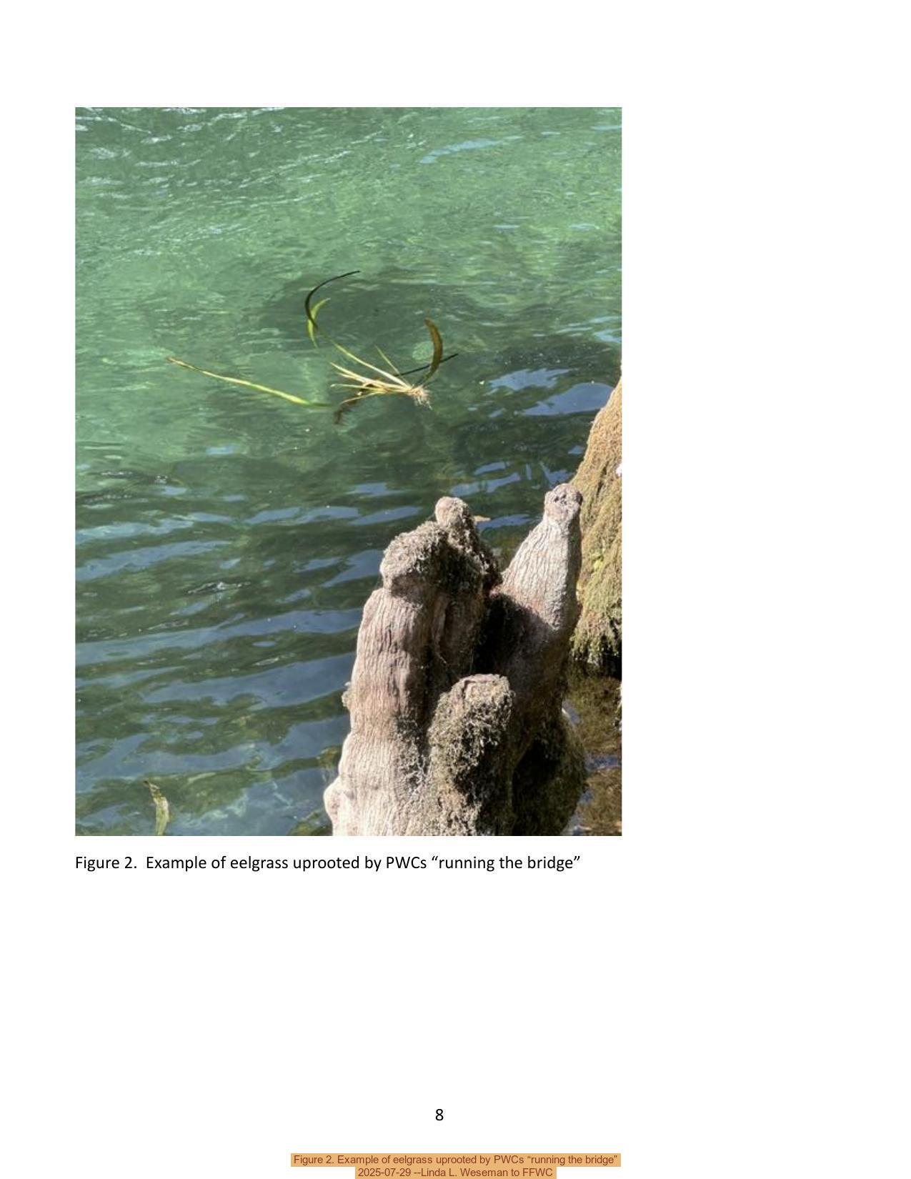 Figure 2. Example of eelgrass uprooted by PWCs “running the bridge”, 2025-07-29 --Linda L. Weseman to FFWC
