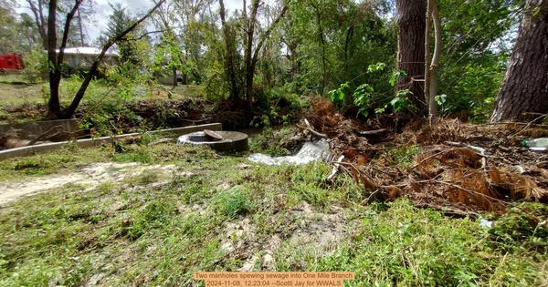 [Two manholes spewing sewage into One Mile Branch, 2024-11-08, 12:23:04 --Scotti Jay for WWALS]
