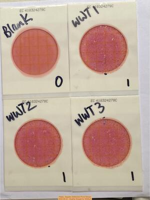 [Plates, Alapaha Settlement Pond Stream 2025-08-03 --Heather Brasell for WWALS]