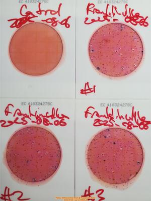 [Plates, Withlacoochee River @ Franklinville Road, 2025-08-06 --jsq for WWALS]