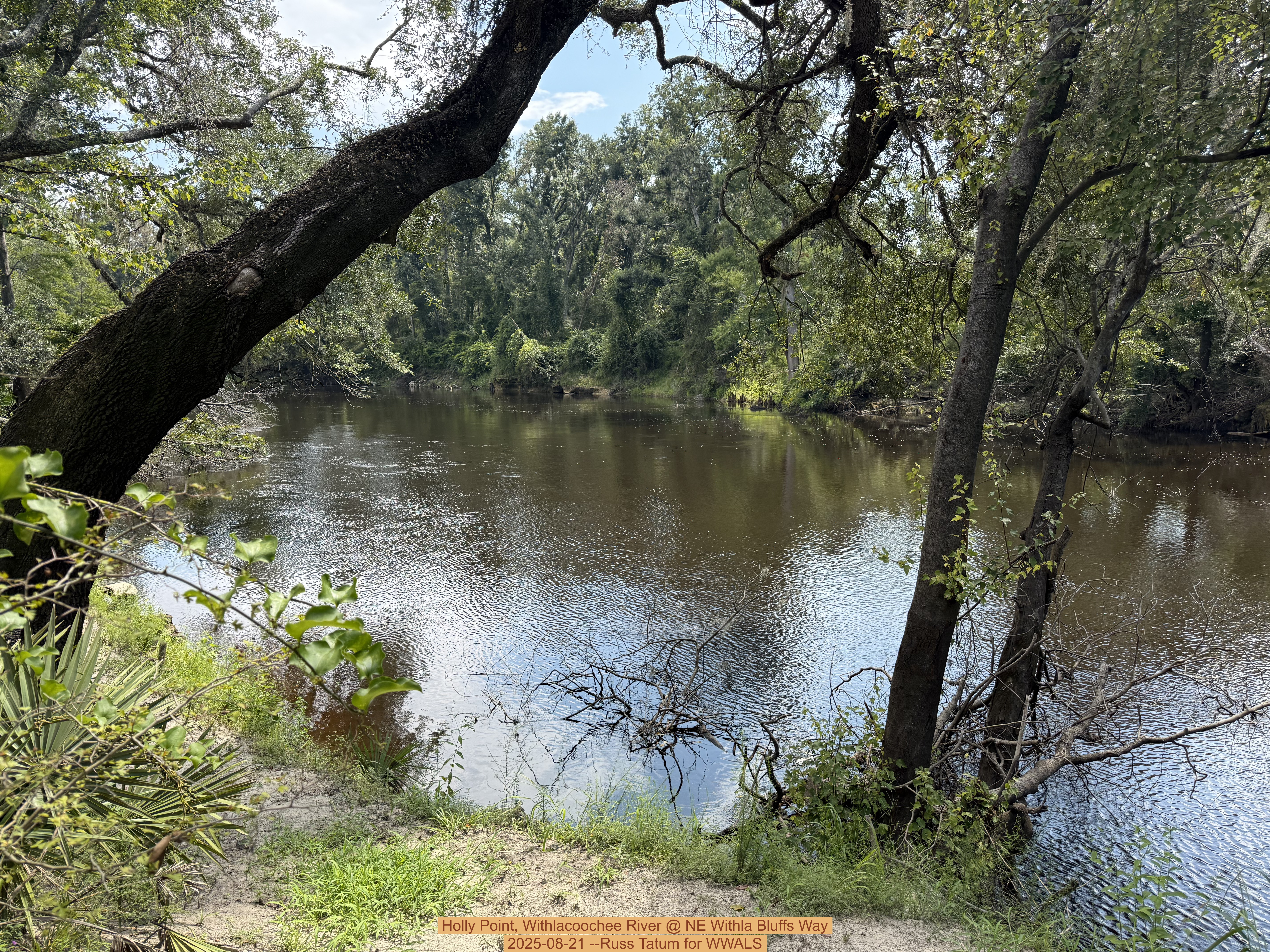 Holly Point, Withlacoochee River @ NE Withla Bluffs Way 2025-08-21 --Russ Tatum for WWALS