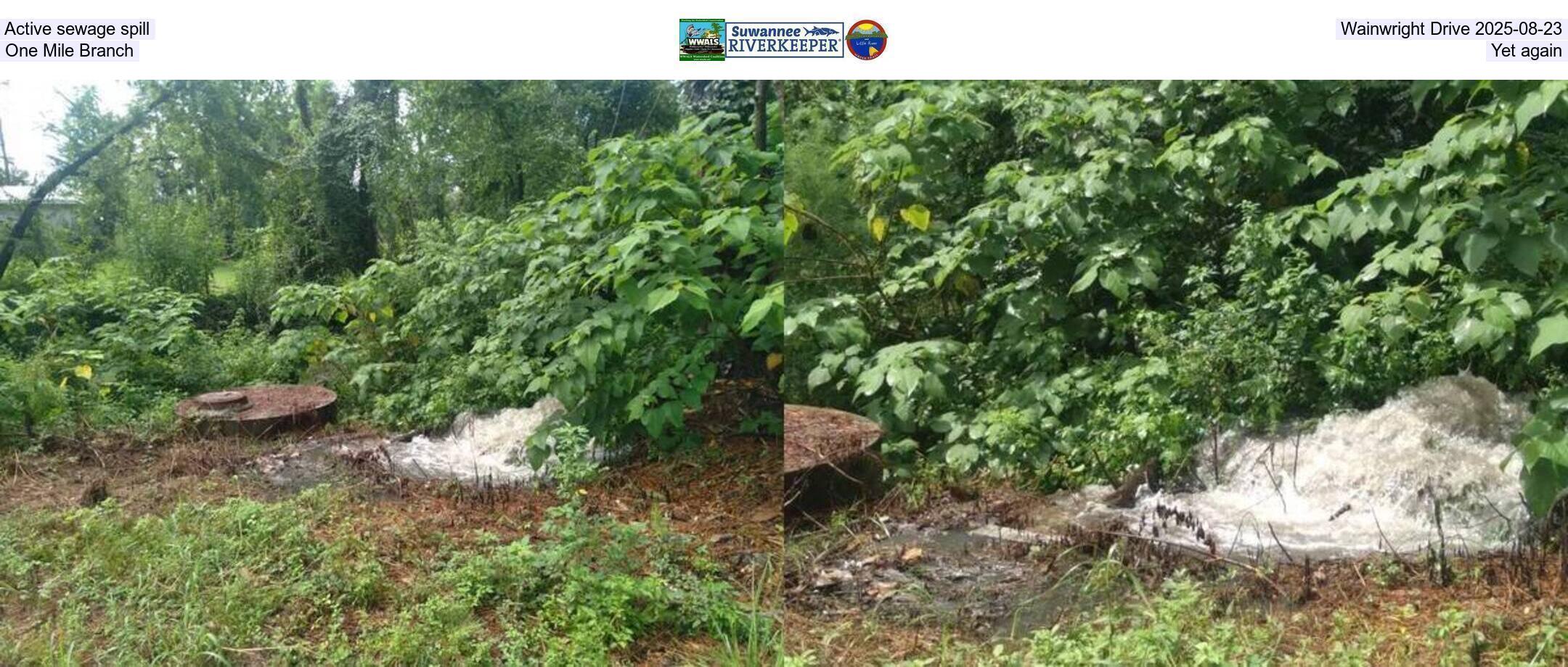 Active sewage spill, Wainwright Drive 2025-08-23, One Mile Branch, Yet again