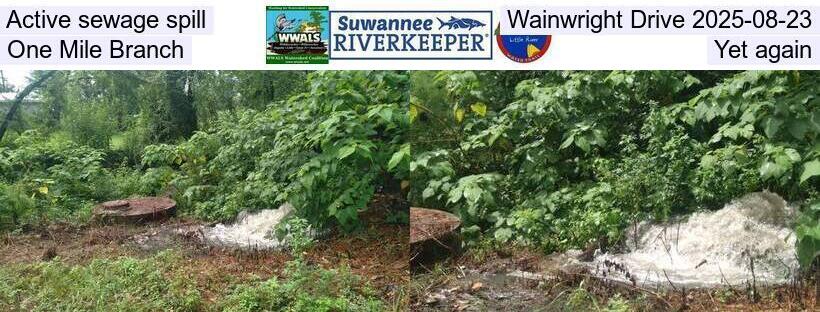 Active sewage spill, Wainwright Drive 2025-08-23, One Mile Branch, Yet again