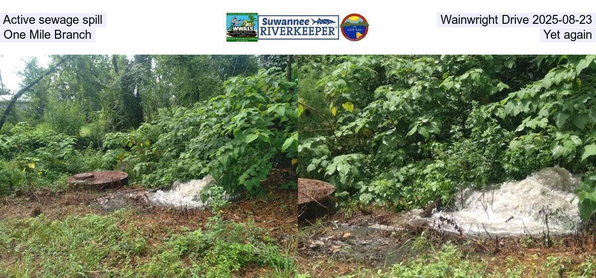 Active sewage spill, Wainwright Drive 2025-08-23, One Mile Branch, Yet again
