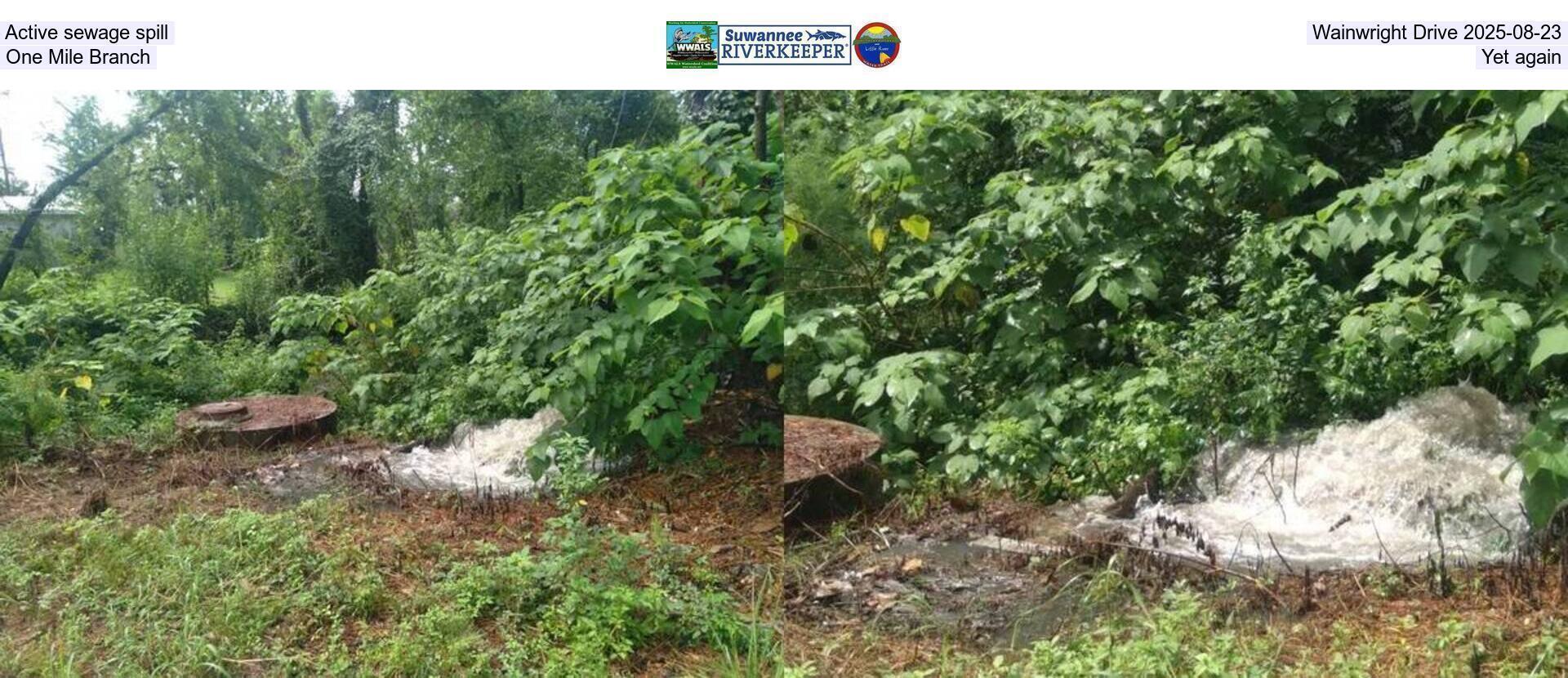[Active sewage spill, Wainwright Drive 2025-08-23, One Mile Branch, Yet again]
