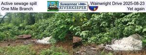 [Active sewage spill, Wainwright Drive 2025-08-23, One Mile Branch, Yet again]