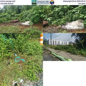 [Active sewage spill, Wainwright Drive 2025-08-23, One Mile Branch, Yet again]