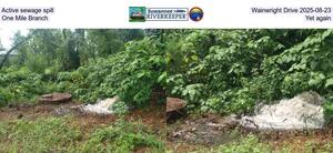 [Active sewage spill, Wainwright Drive 2025-08-23, One Mile Branch, Yet again]
