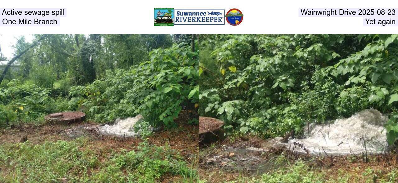 Active sewage spill, Wainwright Drive 2025-08-23, One Mile Branch, Yet again