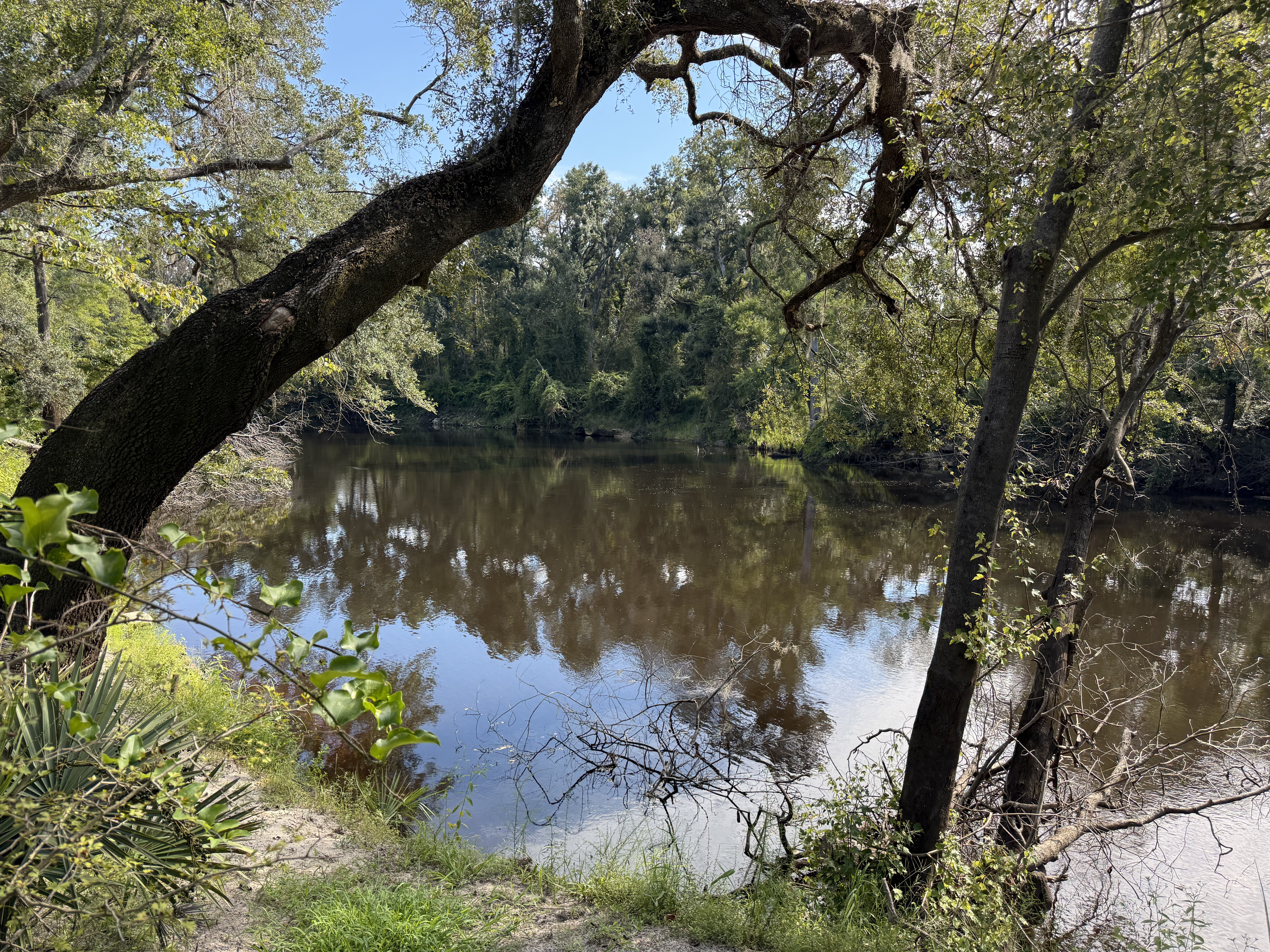 Holly Point, Withlacoochee River @ NE Withla Bluffs Way 2025-08-27