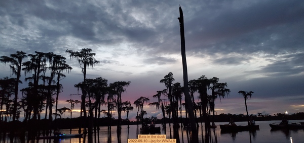 [Bats in the dusk, 2022-09-10 --jsq for WWALS]