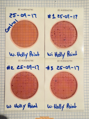 [Plates, Holly Point 2025-09-17 --Russ Tatum for WWALS]