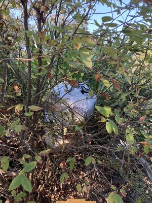 [A bag of trash trashed, 2025-09-20 --Gretchen Quarterman for WWALS]