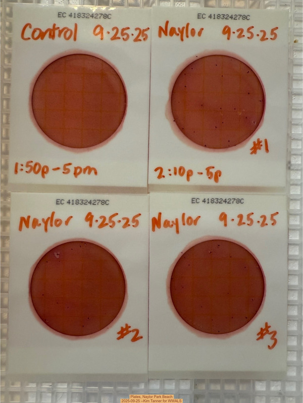Plates, Naylor Park Beach 2025-09-25 --Kim Tanner for WWALS