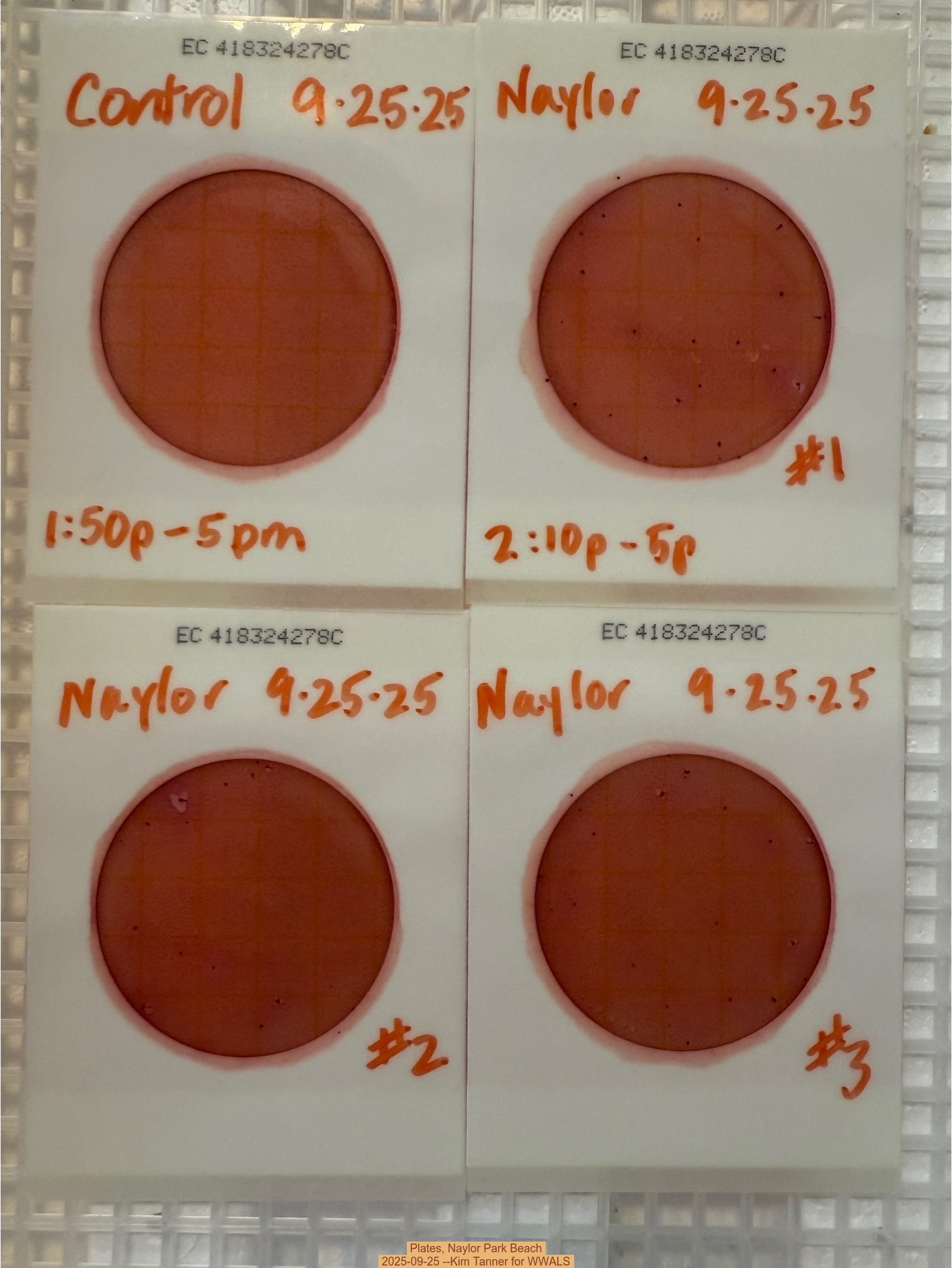 Plates, Naylor Park Beach 2025-09-25 --Kim Tanner for WWALS
