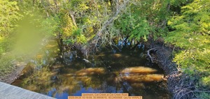 [Upstream, Cat Creek at Cat Creek Road, 2025:09:25 10:19:09, 30.9900619, -83.2450568 --jsq for WWALS]