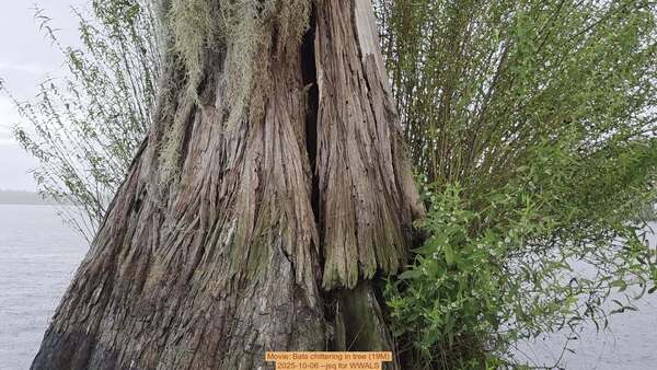 [Movie: Bats chittering in tree (19M), 2025-10-06 --jsq for WWALS]