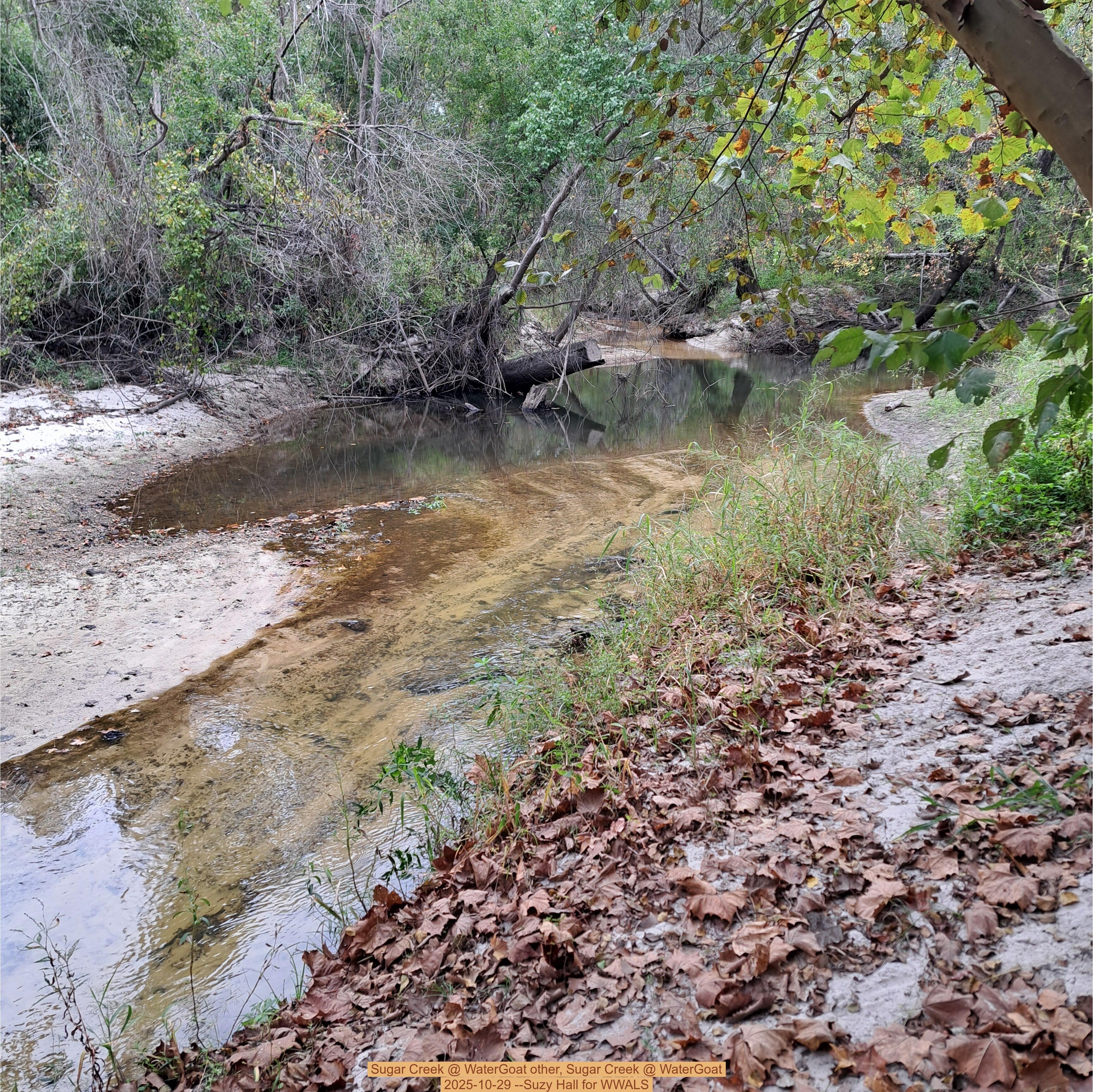 Sugar Creek @ WaterGoat other, Sugar Creek @ WaterGoat 2025-10-29 --Suzy Hall for WWALS
