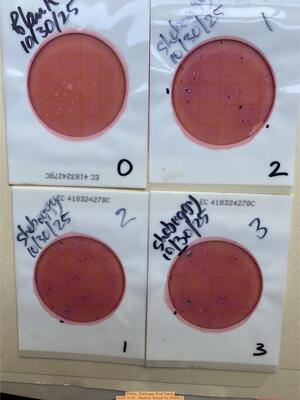 [Plates, Sheboggy Boat Ramp 2025-10-30 --Heather Brasell for WWALS]