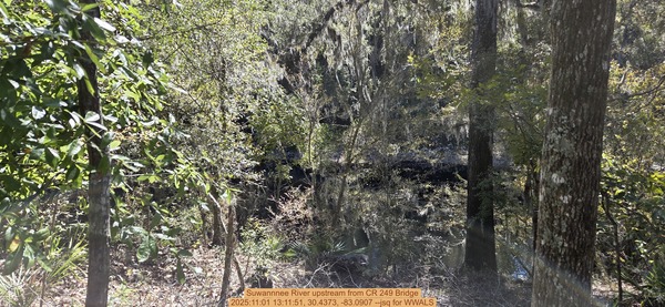 [Suwannnee River upstream from CR 249 Bridge, 2025:11:01 13:11:51, 30.4373, -83.0907 --jsq for WWALS]