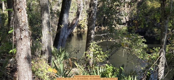 Round Alapaha River Rise, 2025:11:01 13:15:11, 30.4383949, -83.0898550 --jsq for WWALS