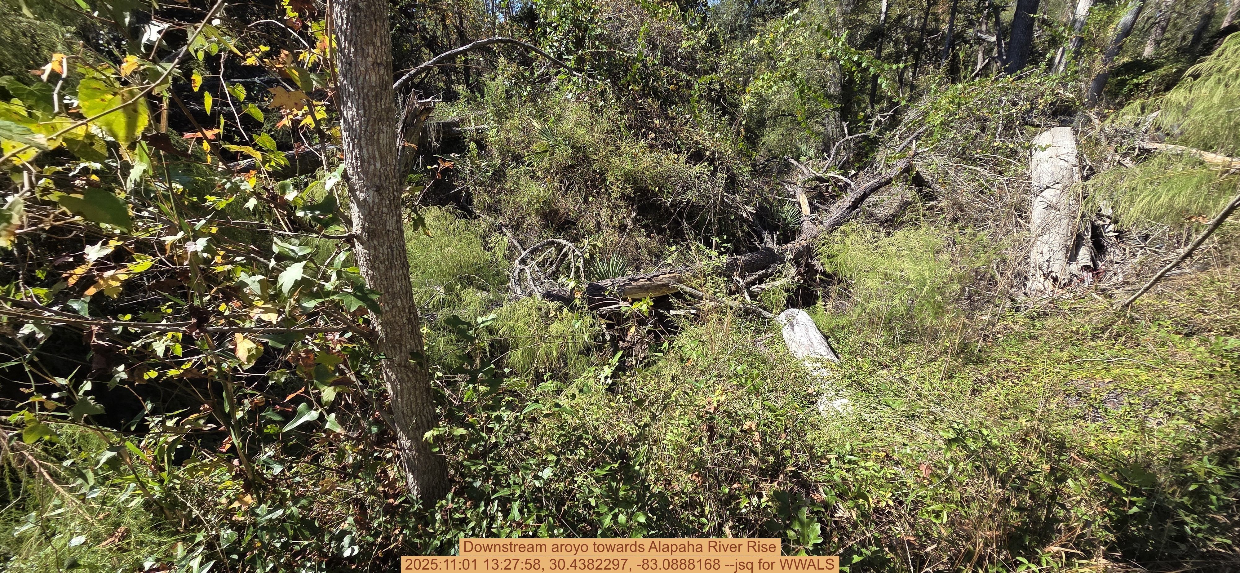 Downstream aroyo towards Alapaha River Rise, 2025:11:01 13:27:58, 30.4382297, -83.0888168 --jsq for WWALS