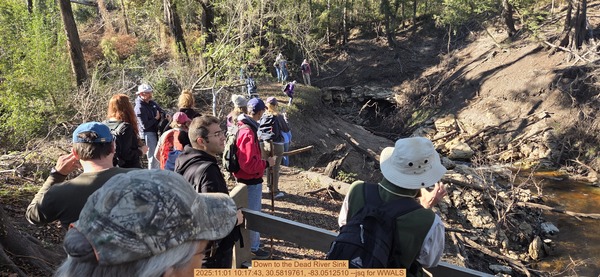 Down to the Dead River Sink, 2025:11:01 10:17:43, 30.5819761, -83.0512510 --jsq for WWALS